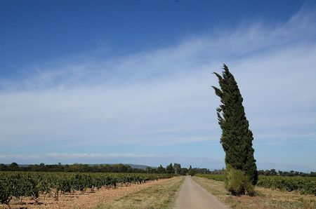 Le Bois des Dames (Violès - Vaucluse)
