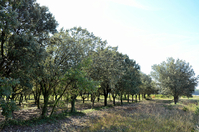 La Maurelle (Valréas - Vaucluse)